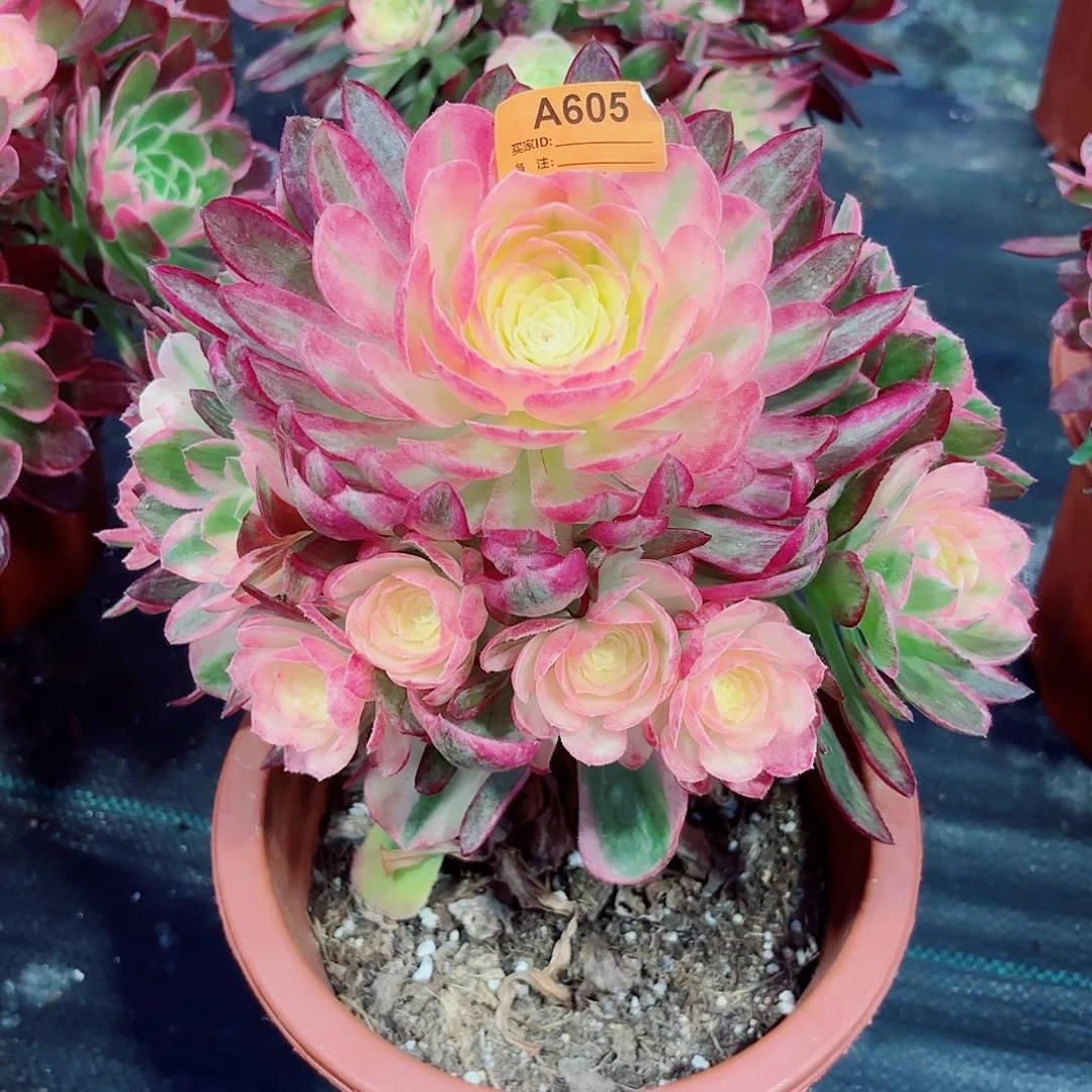 海鲜法师多肉植物605