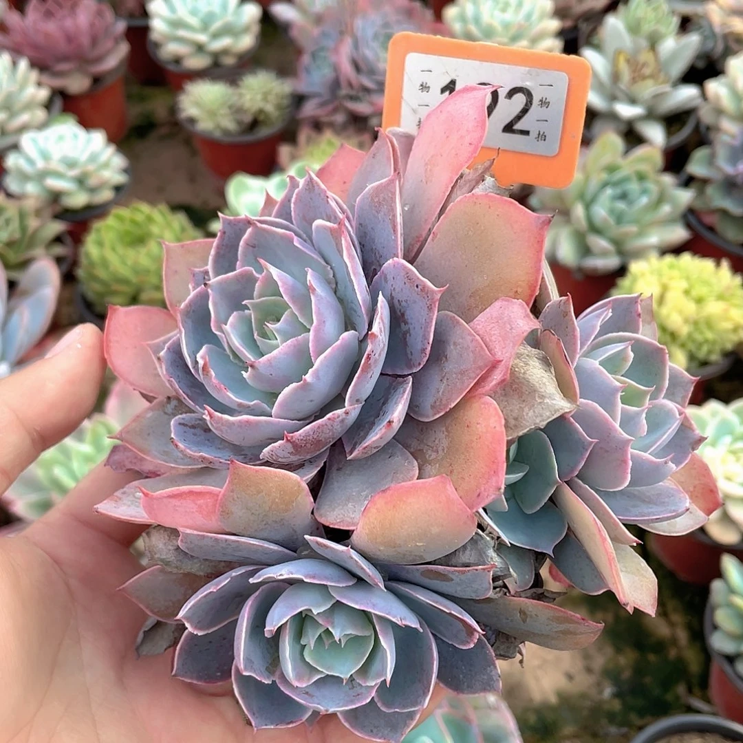 記***〃192号多肉植物盆栽