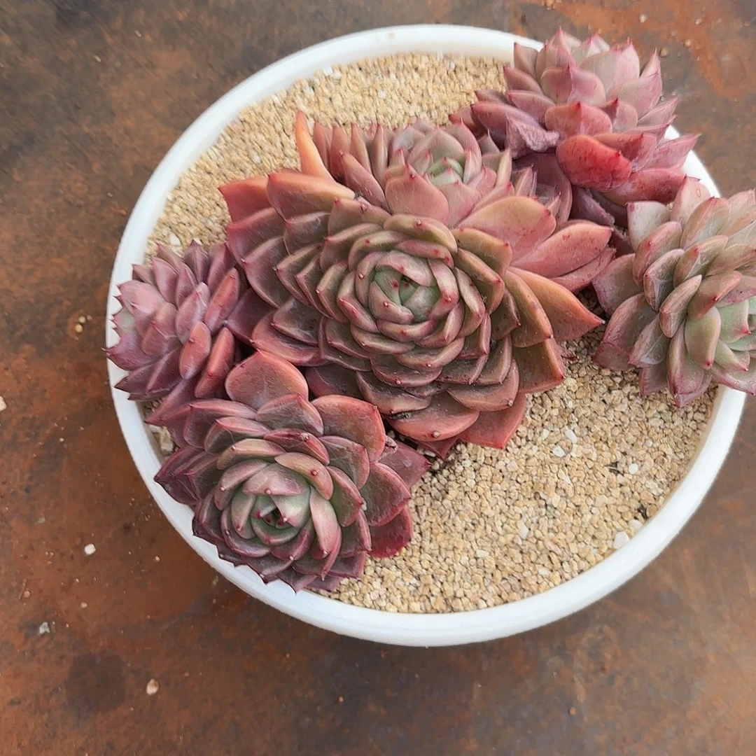 一****香奈儿多肉植物多肉