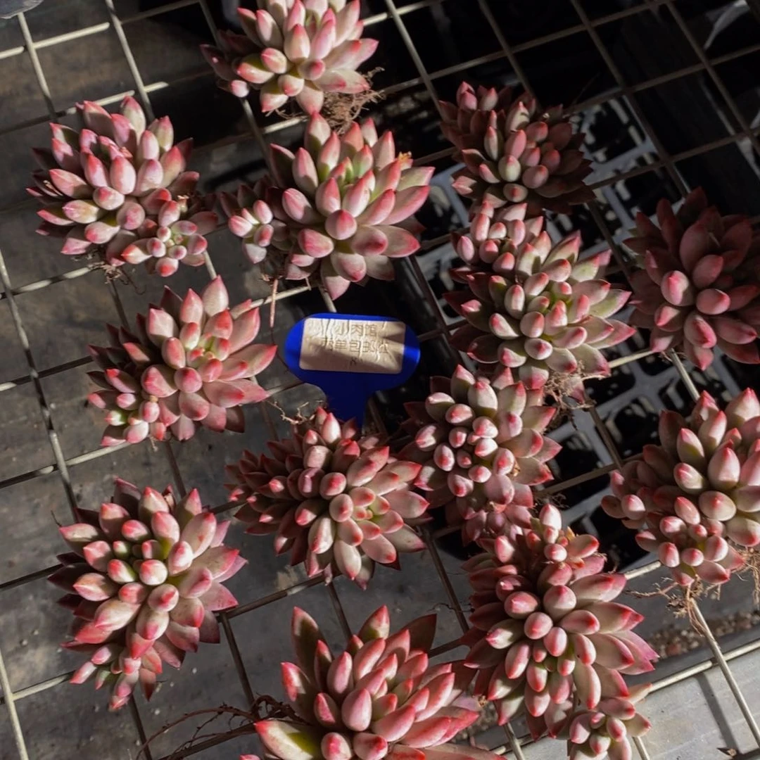 8-开播福利流沙体虞美人双头一个