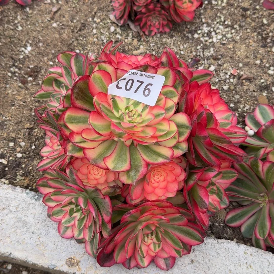 076荔枝多肉植物