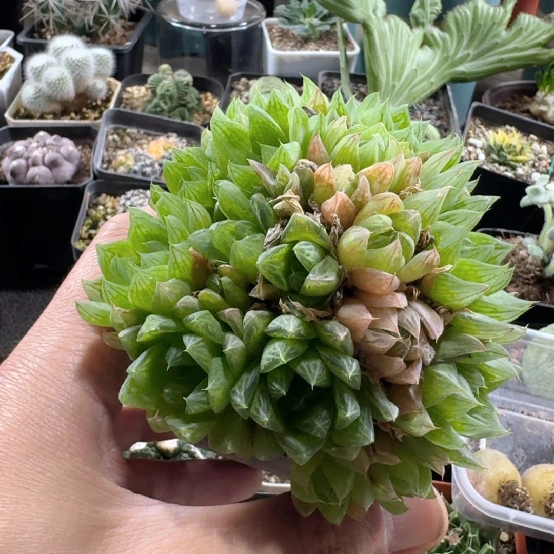 543凝脂菊带盆发货