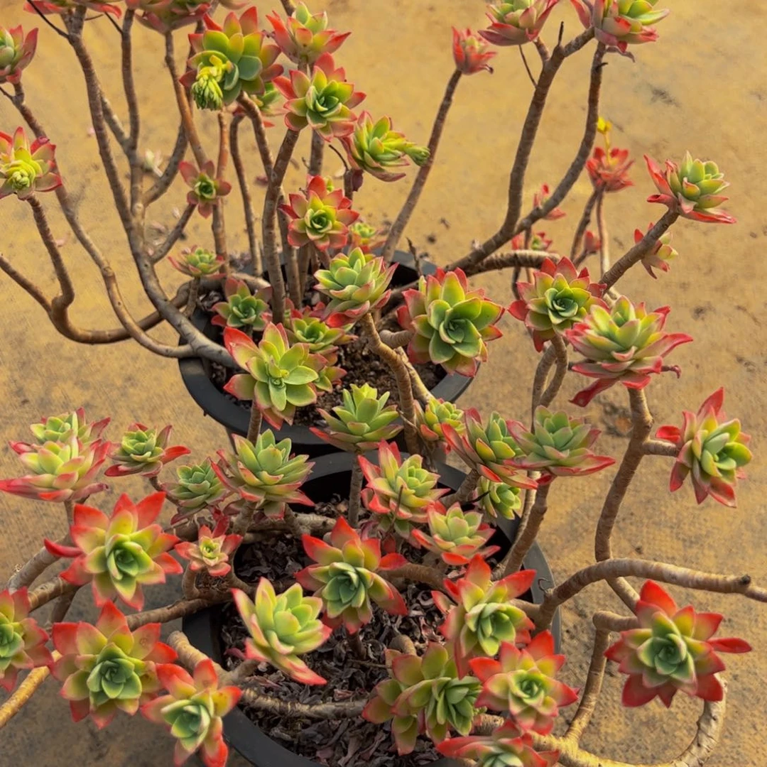 清扬薄化妆两盆多肉