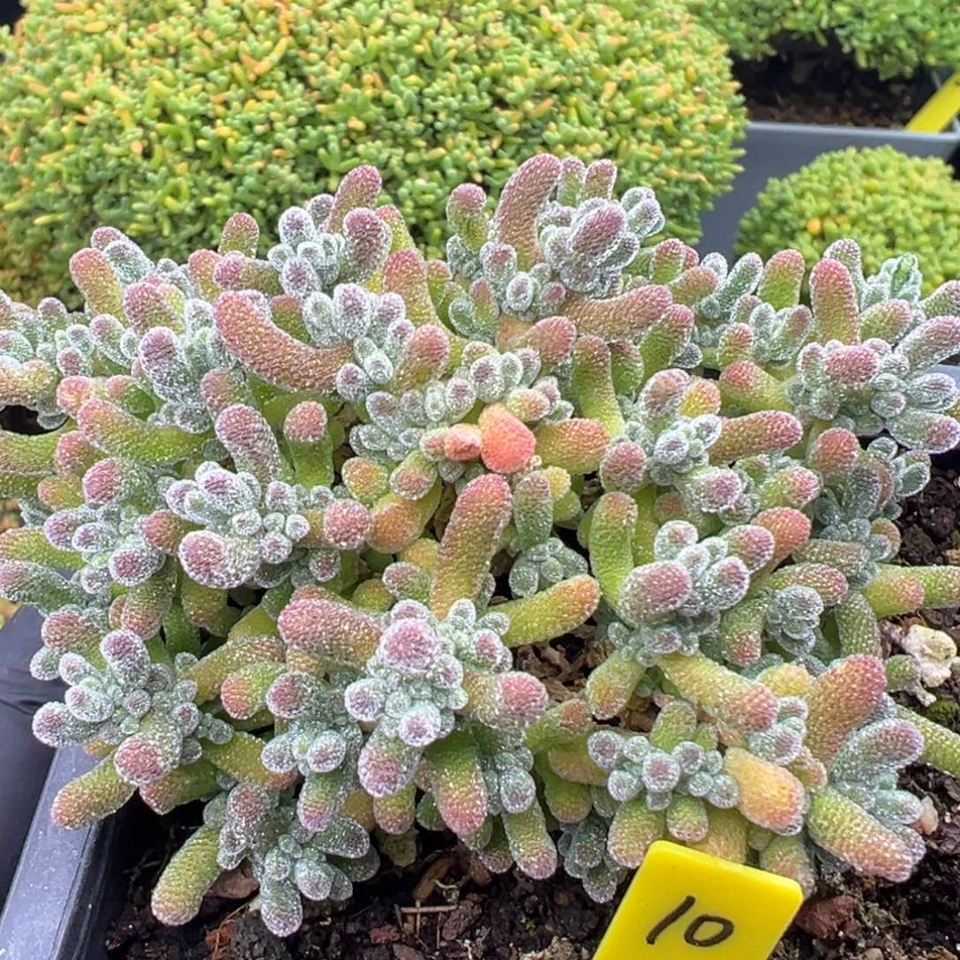 冰晶枝干10号9.5cm盆