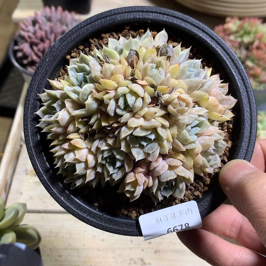 6678玛丽贝尔10厘米有砍