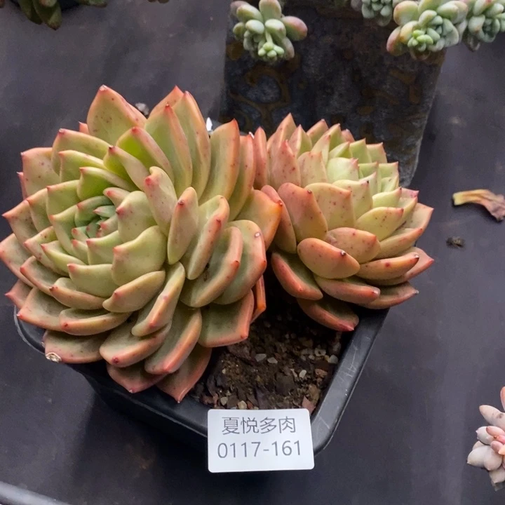 夏悦多肉0117-161香槟