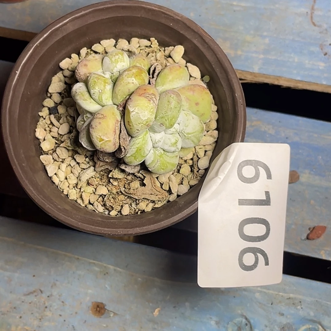 【闪购商品】妖*三头红拇指