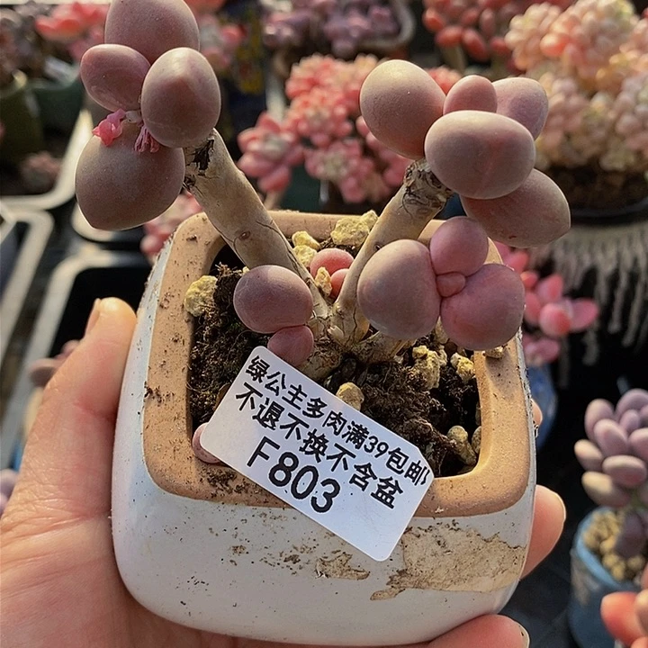 糖果美人老桩7cm803多肉植物