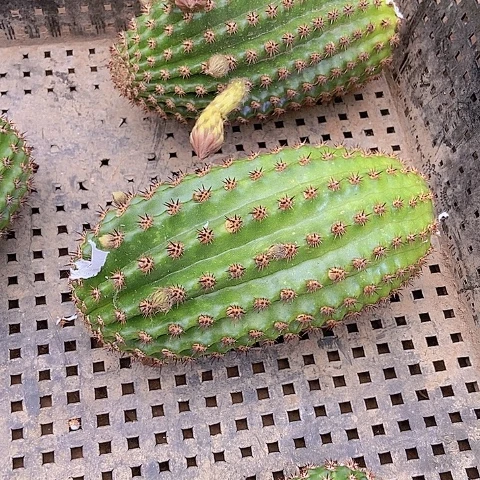 紫***菱仙人掌奈何之花两个