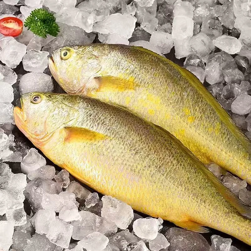 新鲜深海生态大黄鱼黄花鱼海鱼肉质细腻美味海鲜连云港发货黄花鱼