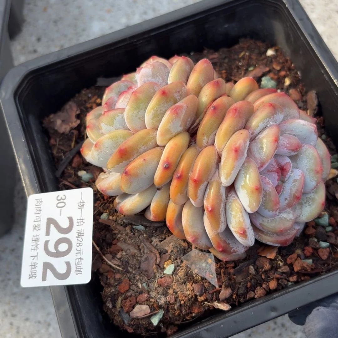 石榴籽无盆土发货无盆