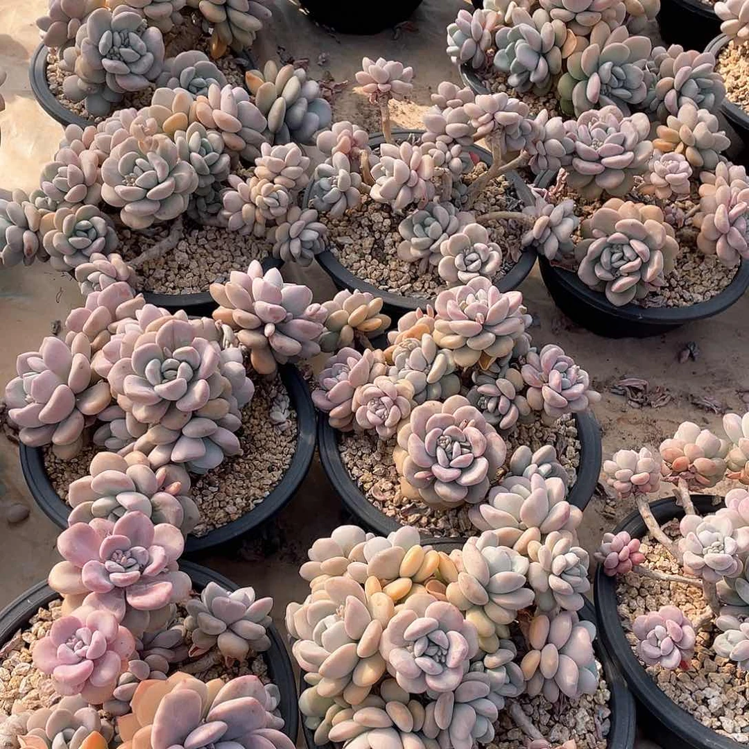 白鹭22.8米量拍多肉