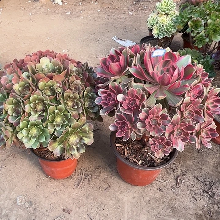 940多肉植物瑕疵特价，