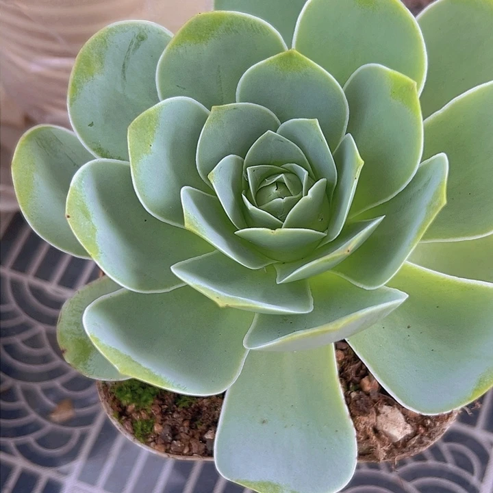 小***?潘多拉福袋2颗039