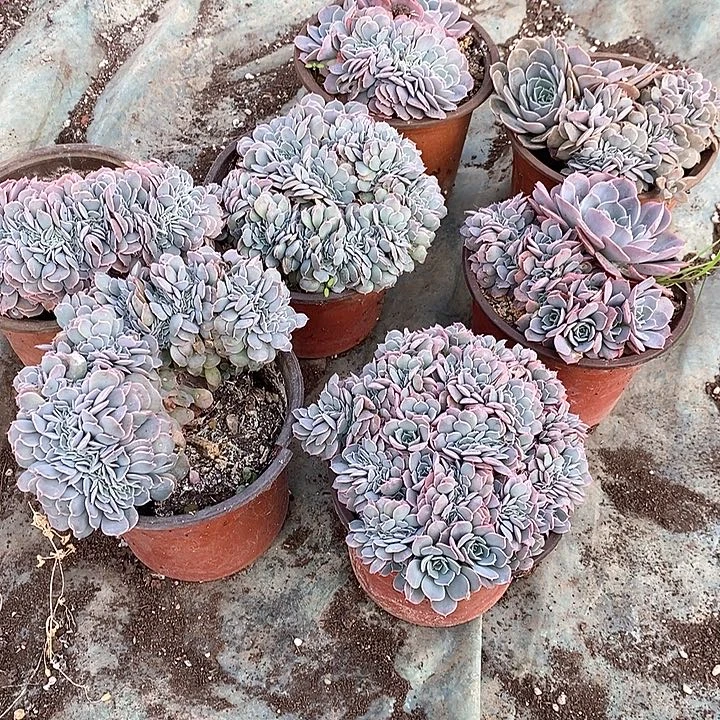 天赐缀化可挑可选带盆土