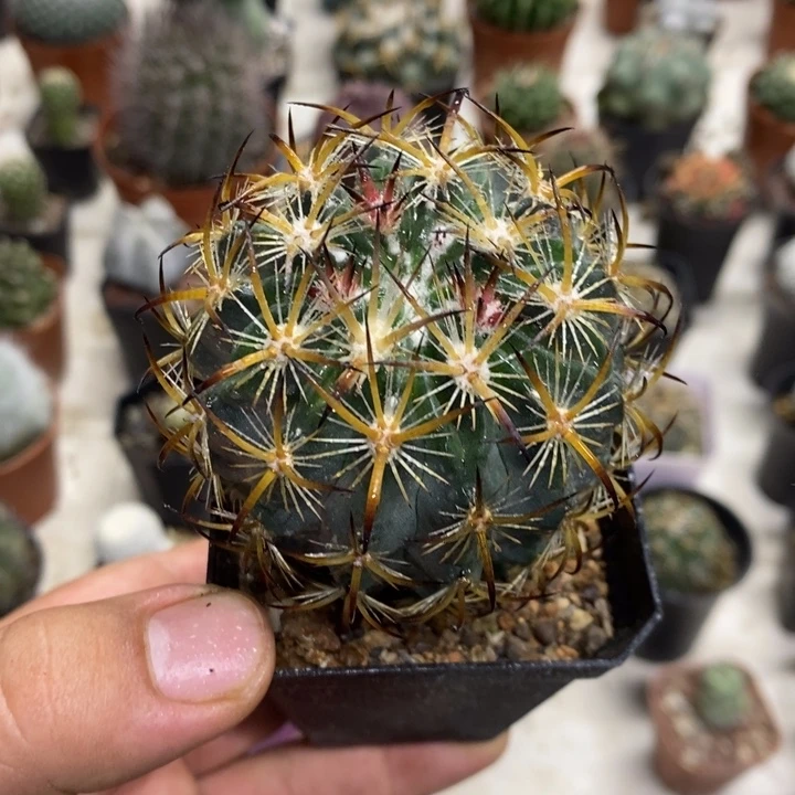 实生虎爪玉特价福利