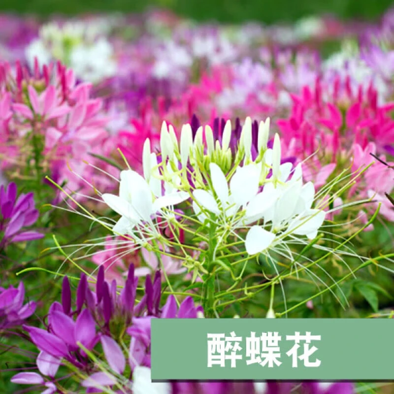 醉蝶花种子混色多年生四季易活庭院室外盆栽景观花卉种子