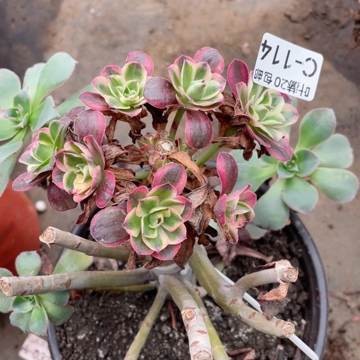 114纳福嫁接多肉123446789