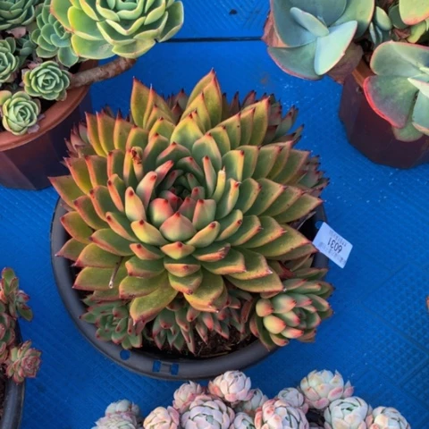 缘**你6031摩根多肉