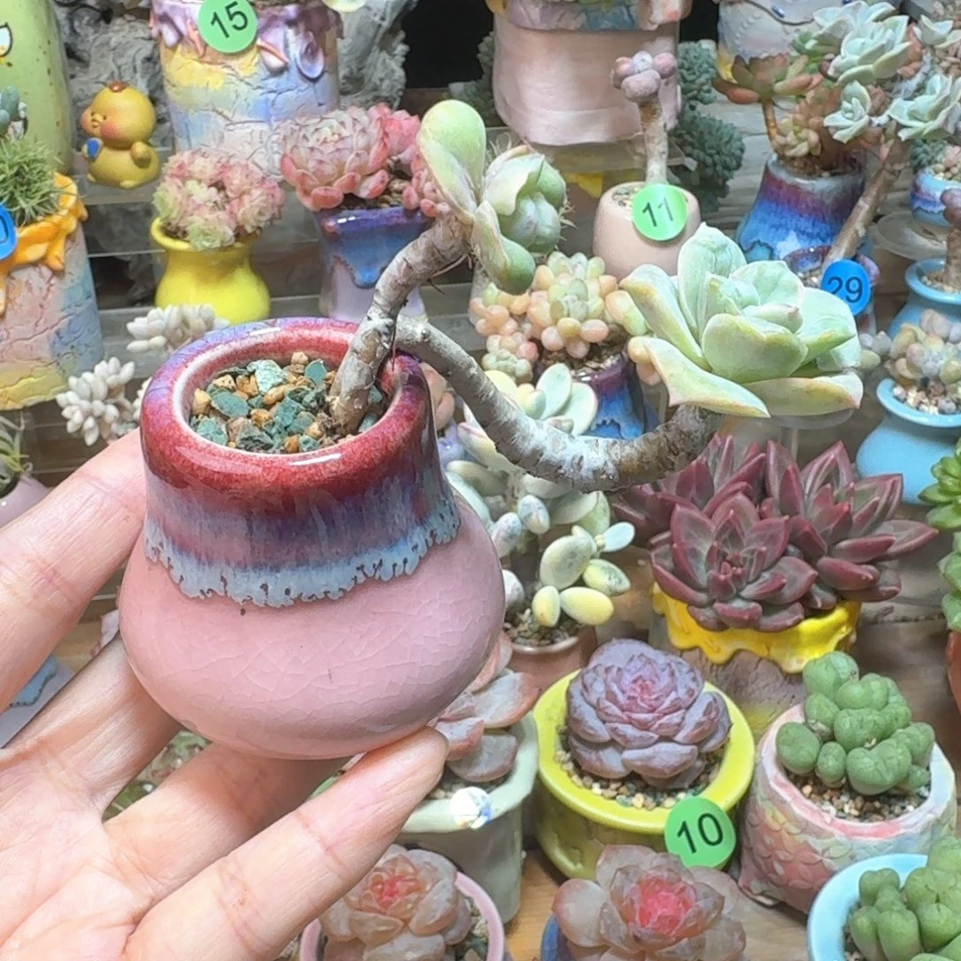 可爱玫瑰瘤 含盆土 一物一拍