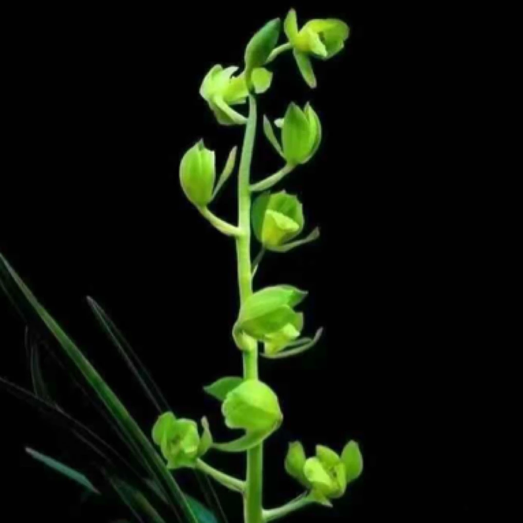 蕙兰名品 王氏素荷  三苗草特壮