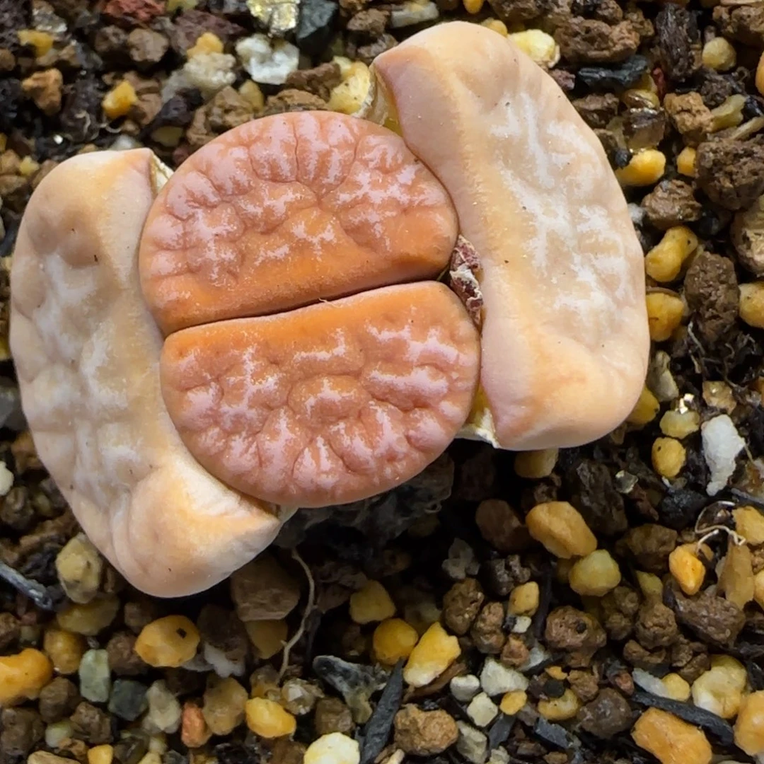 12.6。    1620.5饼干。     2023