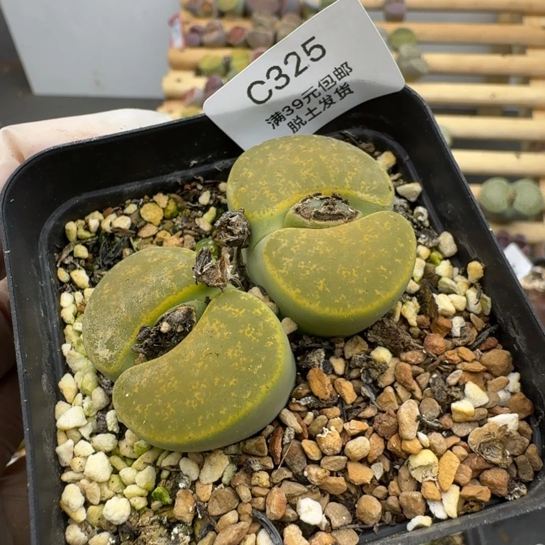 325哈哈哈哈哈哈哈哈哈