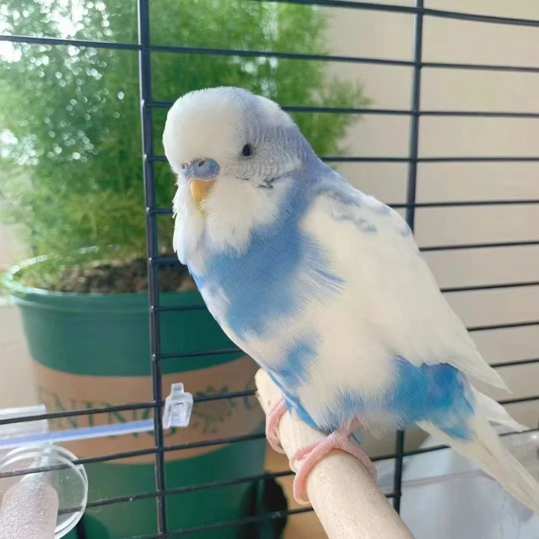 手养大头虎皮鹦鹉会说话性格亲人适合的观赏宠物鸟