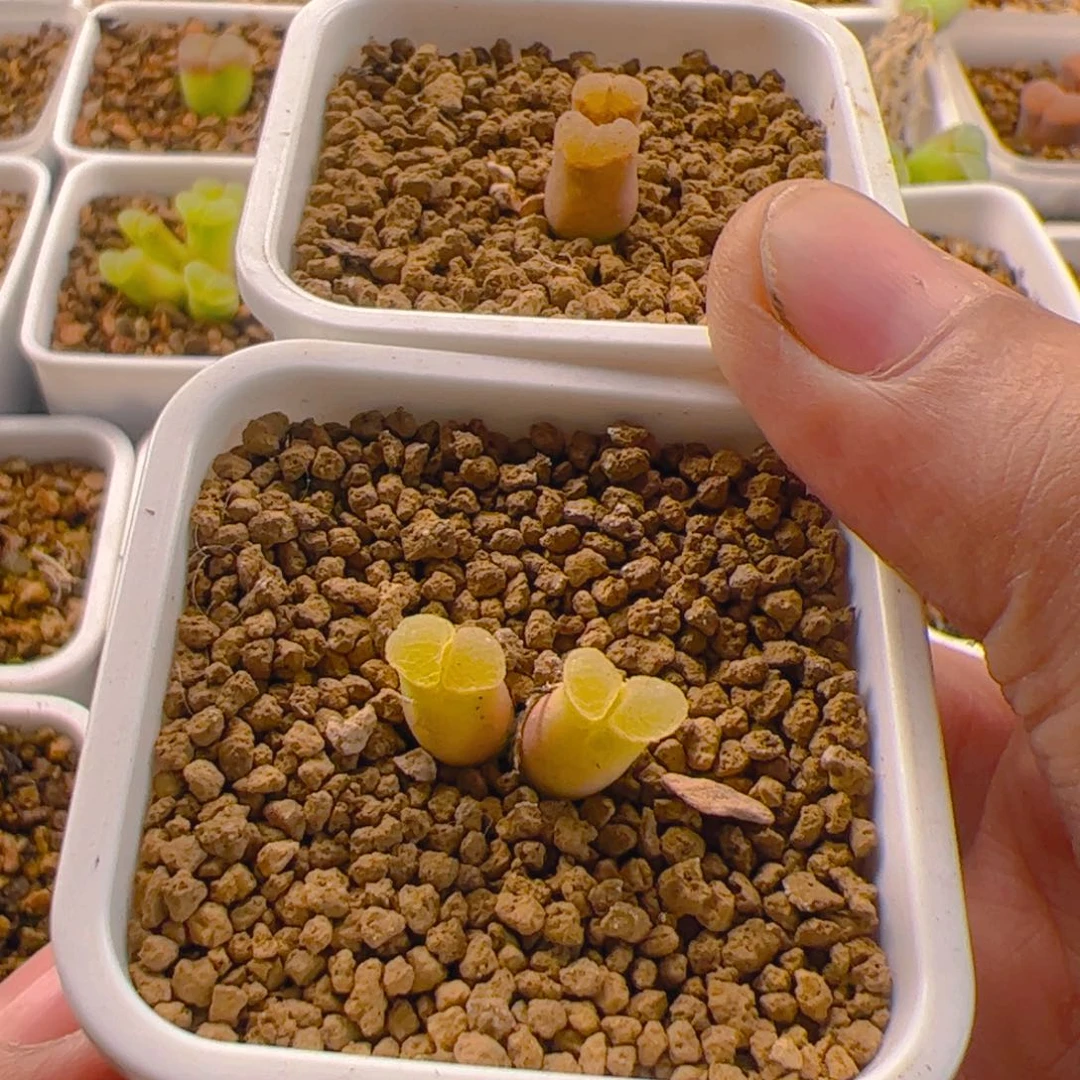 心****滩两个双头