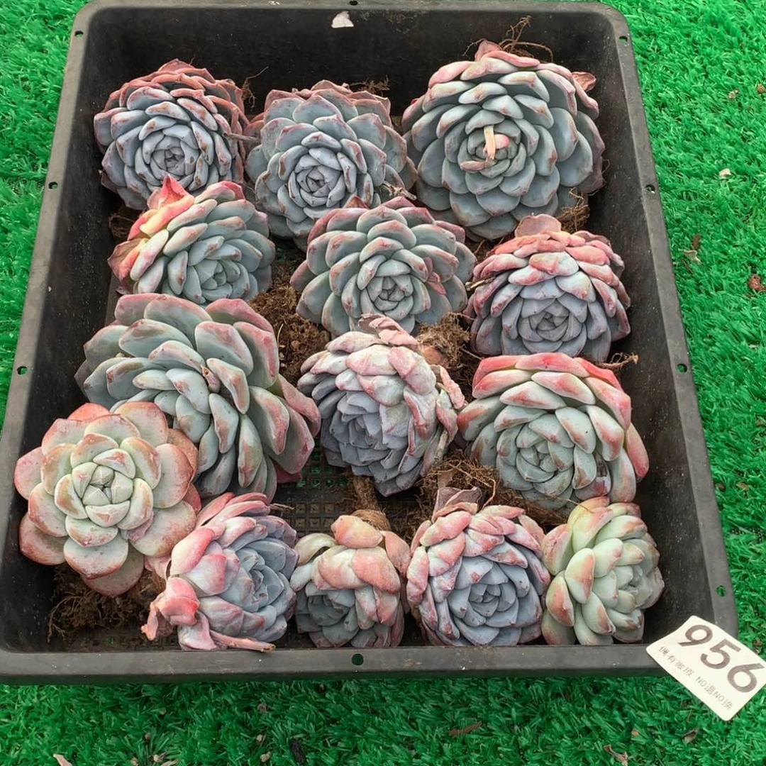 956冰玉多肉植物组合