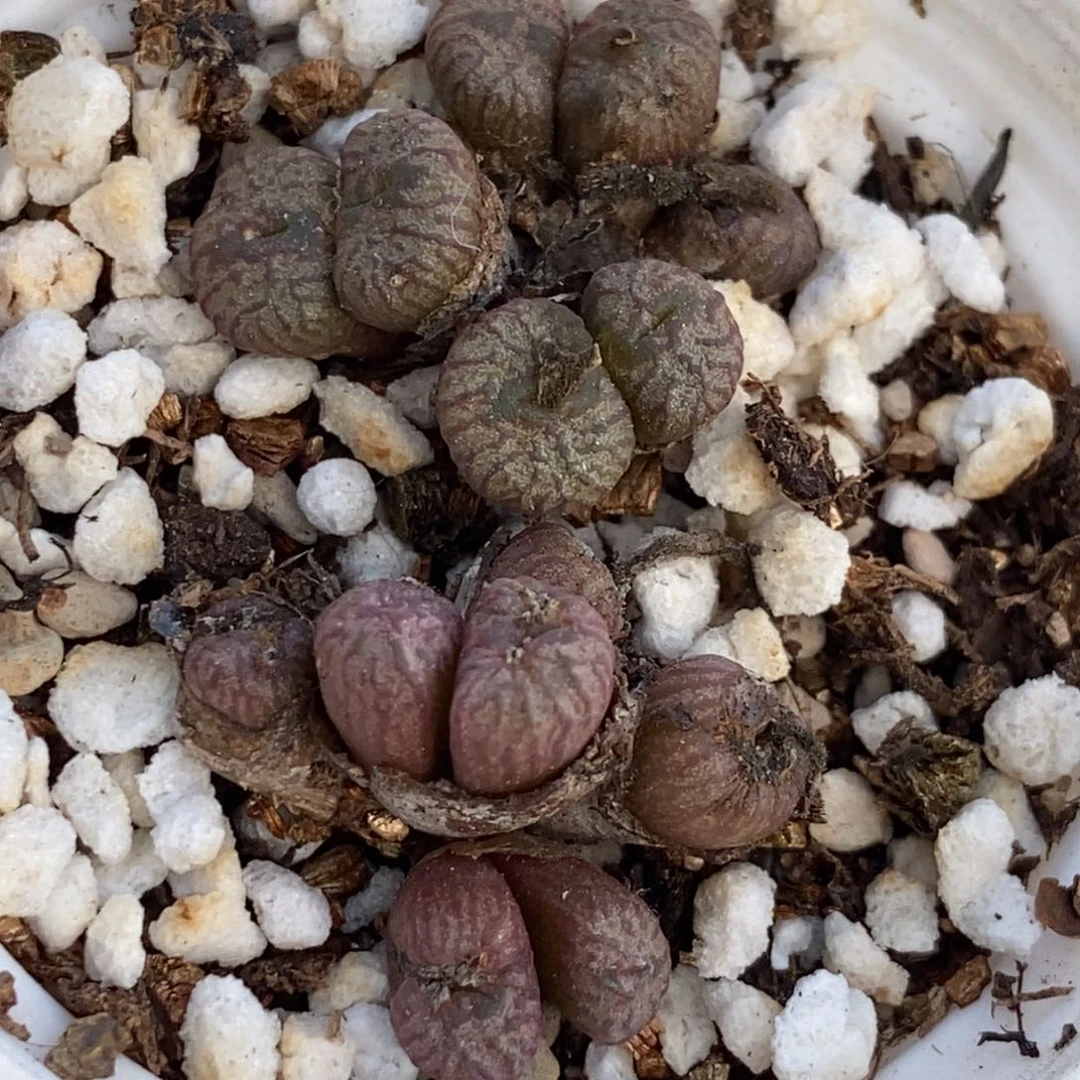 5466 流水铜壶带盆土