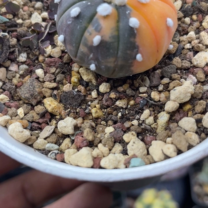 兜锦糖果锦一颗包邮