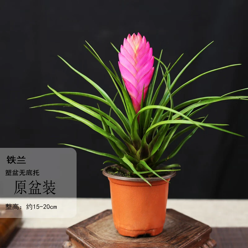 铁兰紫凤梨盆栽绿植花卉室内客厅办公净化空气水培好养活观赏美观