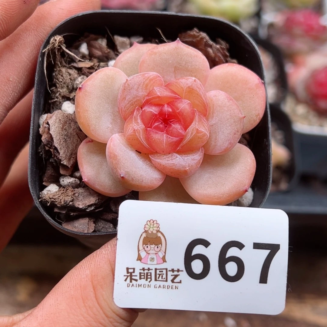 ?**豆多肉植物多肉植物