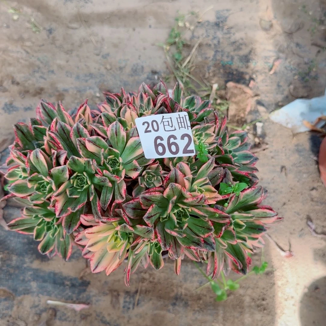 甜茶多肉662满20包邮断枝不包