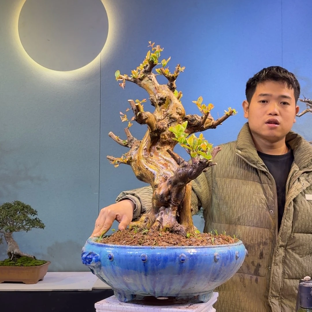 思***宇无花朵紫薇一物一拍