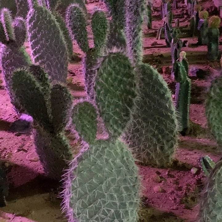 潮流植物银世界大颗