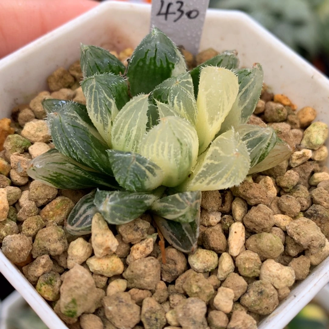 白泽毛玉露锦，带盆