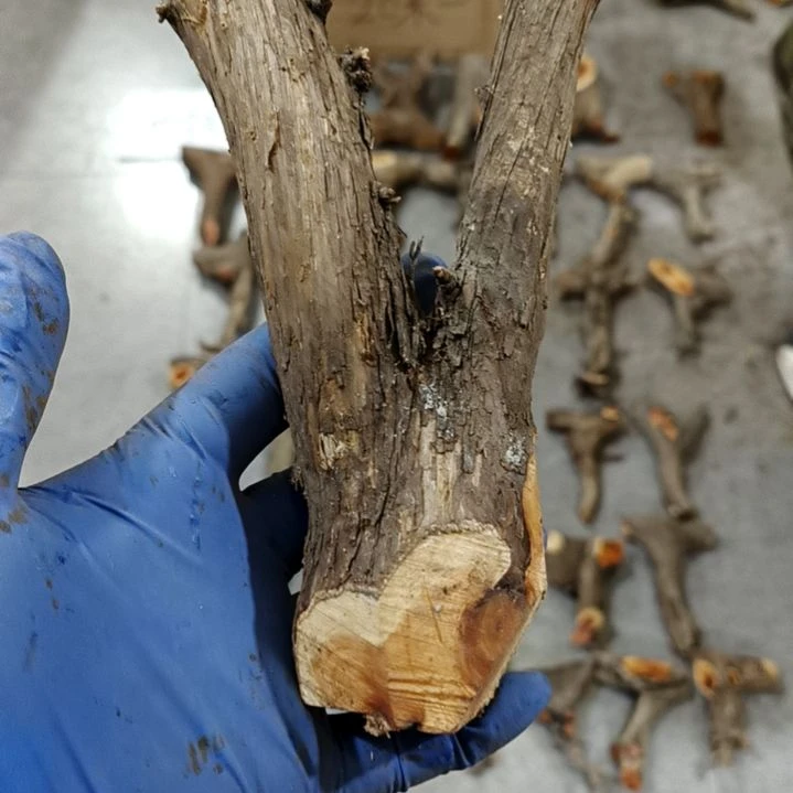 苏***表香榧木崖柏原叉崖柏原叉崖柏