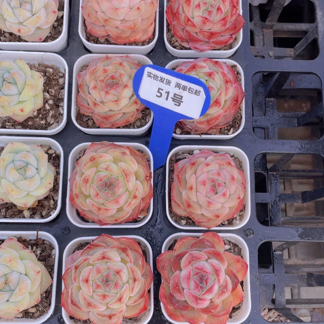 51号钻石玫瑰单头两个