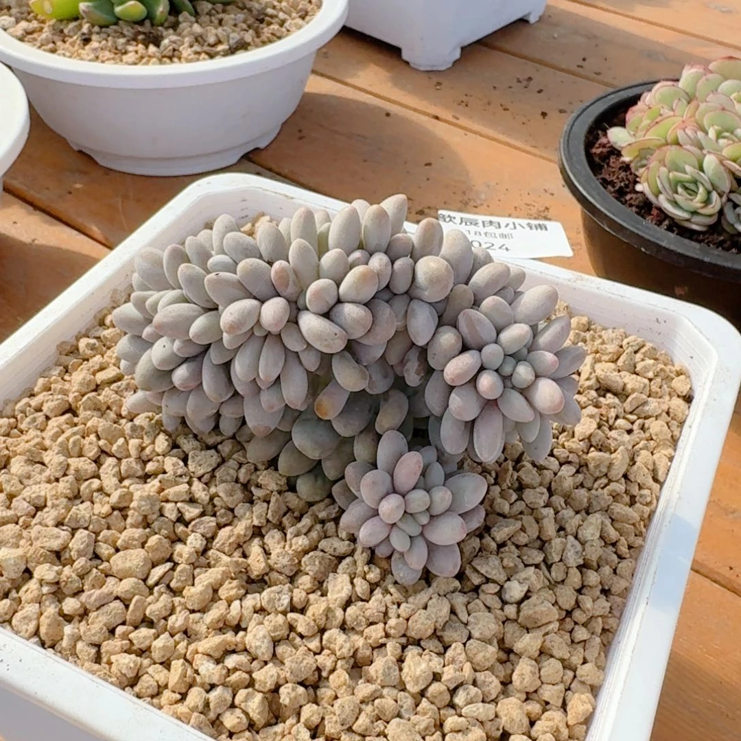 多肉植物汤圆缀024