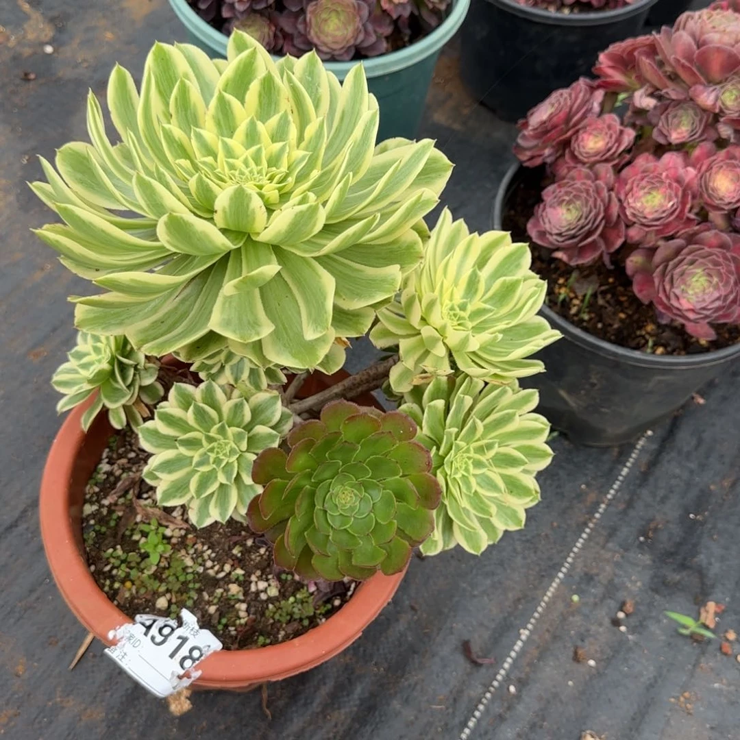 精品多肉植物000918