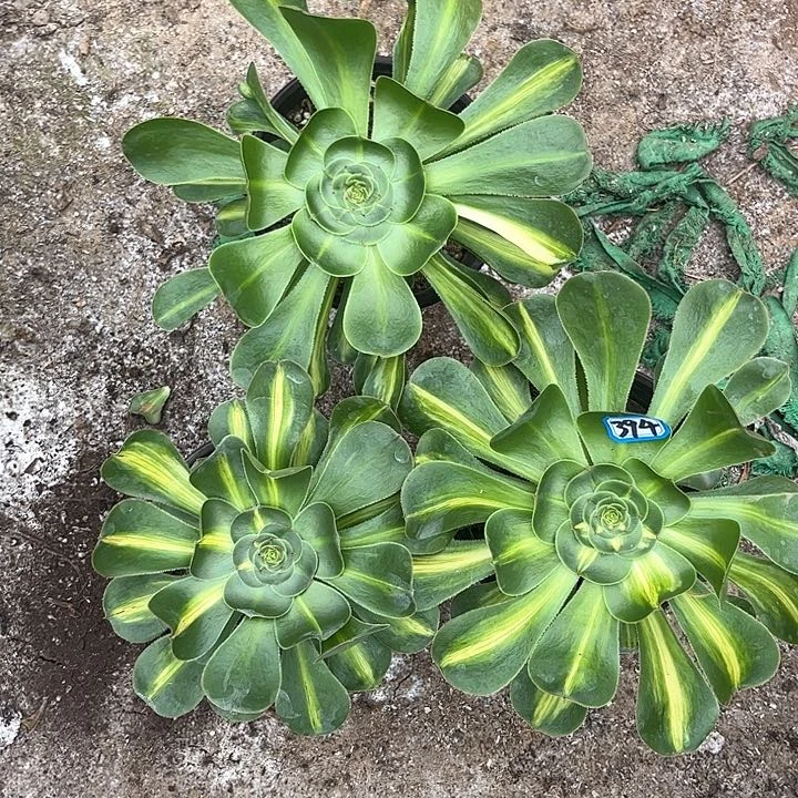 一物一拍多肉组合君美丽394