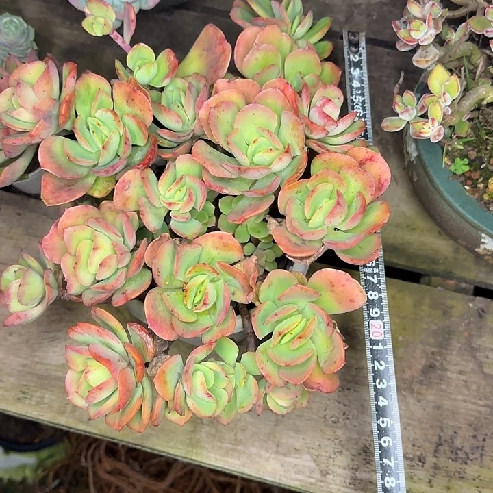 多肉植物一物一拍火焰玫瑰457