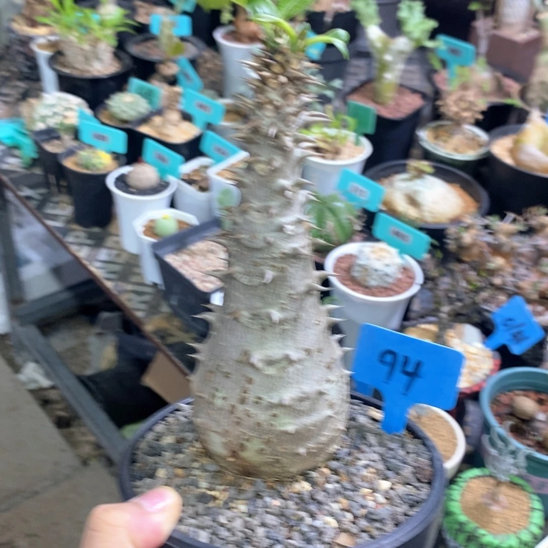 温莎瓶干多肉植物0