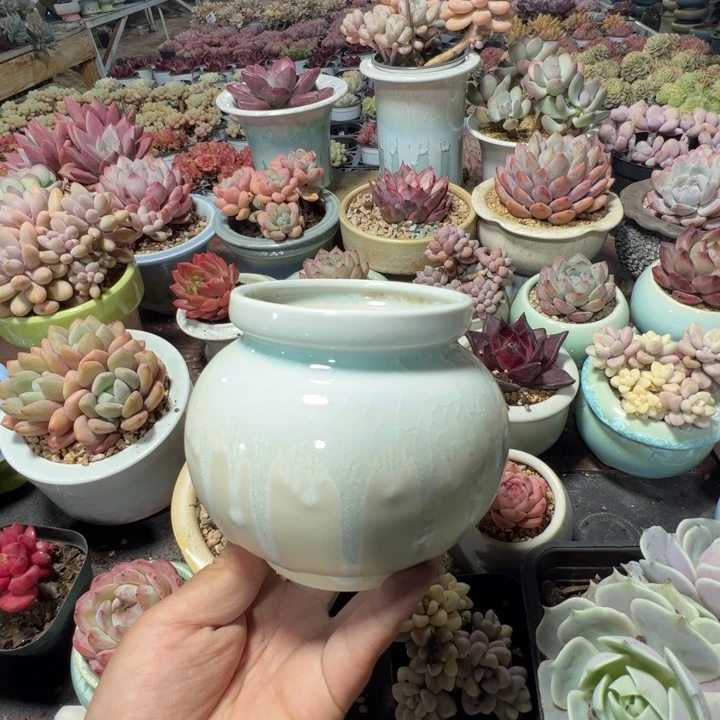 特价花盆 满50发货 内口8