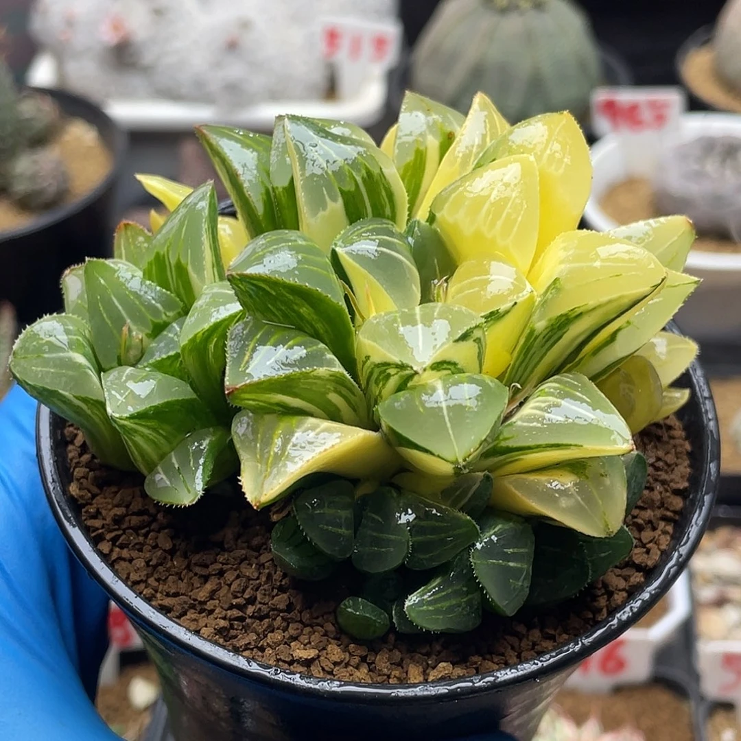 实生丸叶拉丝姬寿锦群仙人球