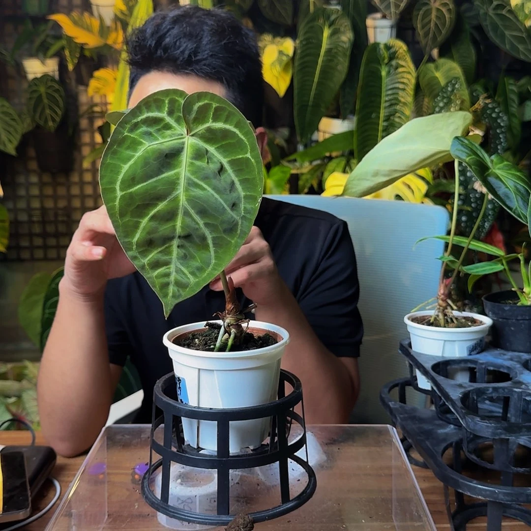 小***哦完全开放一物一拍S157