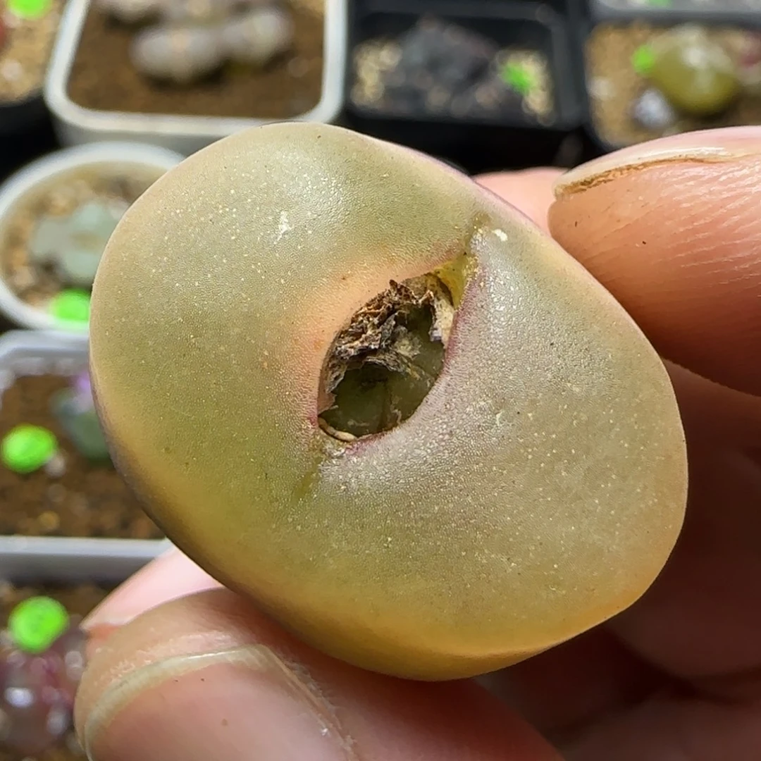 磨砂2.6+多肉植物388