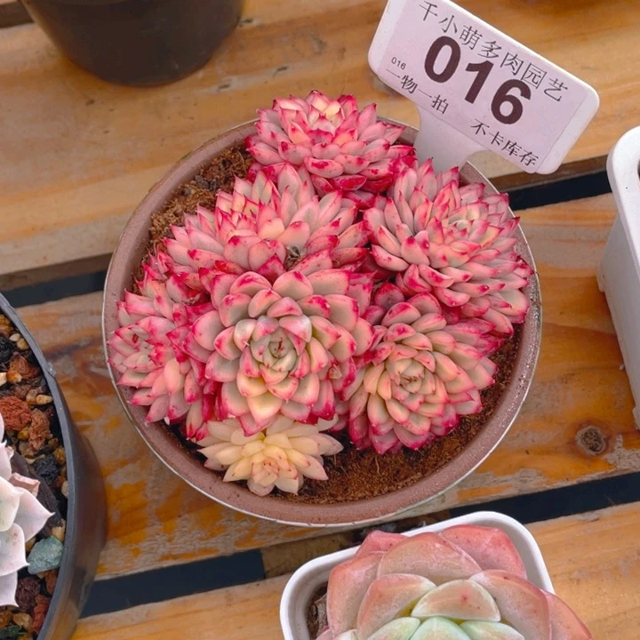 丫**谢谢你的支持00000016